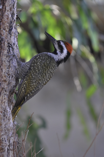 Bearded Woodpecker
