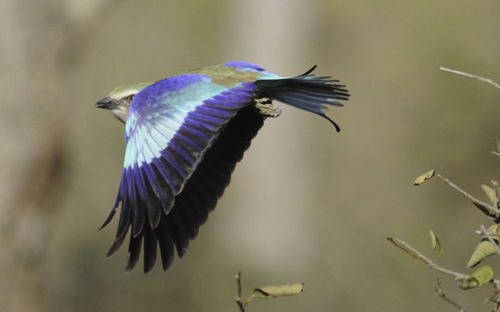 Lilac Breasted Roller