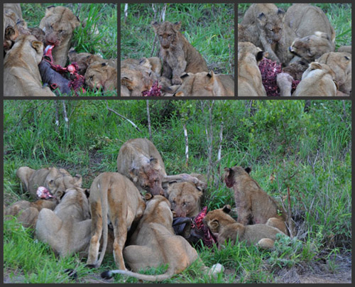 Lion_Feast