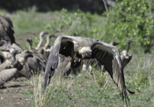 Vulture Flight